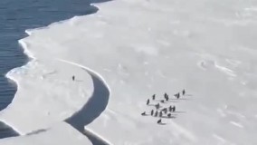 تلاش لحظه آخری یک پنگوئن برای رسیدن به خانواده‌اش