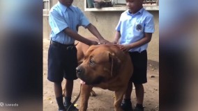 10 سگ نگهبان که هرگز نباید با آنها سر و کله بزنید