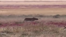 آهو در مقابل ببر  شاخ ایمپالا خیلی ترسناکه !