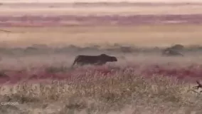 آهو در مقابل ببر  شاخ ایمپالا خیلی ترسناکه !