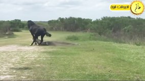 حمله اسب های وحشی و کشتن کروکودیل ها