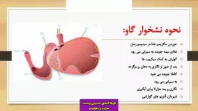 تدریس خیلی مفهومی معده گاو! نازیلا ایمنی مدرس زیست 09044686613