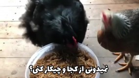 نحوه پرورش میل ورم - اطلاعات پرورش میل ورم - میل ورم چیست؟