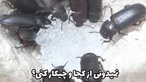 آموزش میل ورم - میل ورم چیست؟