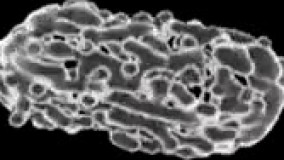 انیمیشن ژنتیک - همسانه سازی+09044686613 پکیج خارق العاده ژنتیک!