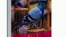 کتاب صوتی بخشی از رمان شاهکار رغبة الطیر نوشته محمد محمدی زاده