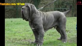 کلیپ جالب و دیدنی راجب سگ ها
ده گونه خطرناک سگ ها