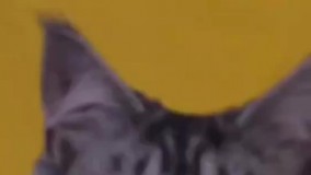 غذای خشک گربه جوسرا