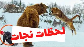 لحظات نجات جان انسان ها و حیوانات توسط