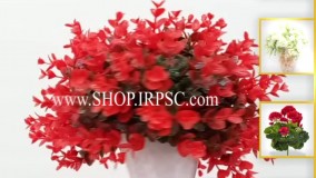 انواع شمشاد توپی گلدانی رنگ قرمز | فروشگاه ملی