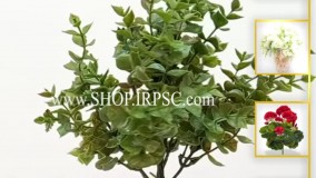 انواع بوته شمشاد مصنوعی سفید و جیگری | فروشگاه ملی