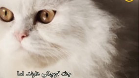 دوازده دلیل برای خرید گربه پرشین