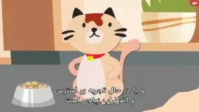 شانزده علامت که نشان می دهد گربه شما سالم و خوشحال است