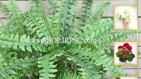 انواع سرخس مصنوعی جدید 15 برگ | فروشگاه ملی