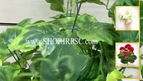 انواع بوته مصنوعی پاپیتال ابلق 18 بازو پر تراکم | فروشگاه ملی