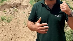 مبارزه با پسیل پسته به روش ارگانیک و اقتصادی