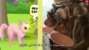 شانزده مورد که باعث ناراحتی گربه شما میشود