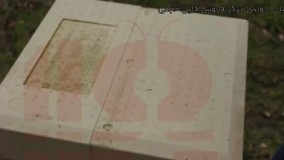 زنبورداری رایگان- زنبورداری صنعتی -اصول بهبود زنبورها