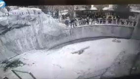 یک زن بی‌ رحم دخترش را داخل قفس خرس انداخت