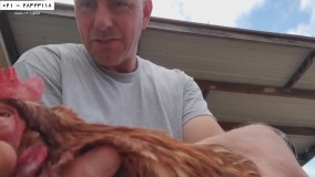 پرورش مرغ بومی-مرغ محلی-فیلم پرورش مرغ- درمان مشکلات تنفسی فوقانی مرغ