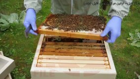 زنبورداری آسان-پرورش زنبور عسل-انتقال کندوچه نیاز به غذا دارد