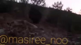 حضور یک روباه زیبا در طبیعت مشهد