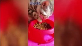 شیوه عجیب غذا خوردن یک گربه با کف دست !
