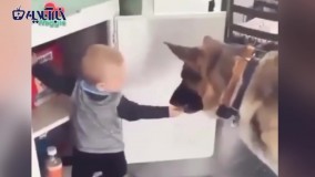 دستبرد خنده‌ دار یک کودک به همراه یک سگ به انبار آذوقه