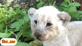 تولد یک توله شیر سفید کمیاب در باغ وحش دزفول