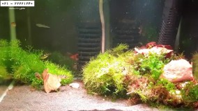 ماهی DUARF PEA PUFFER-آموزش پرورش ماهی زینتی-فیلم پرورش ماهی