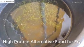 پرورش ماهی زینتی-فیلم پرورش ماهی-غذادهی به ماهی فایتر بتا