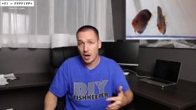 پرورش ماهی زینتی-فیلم پرورش ماهی-درآمدزایی از پرورش ماهی دیسکس