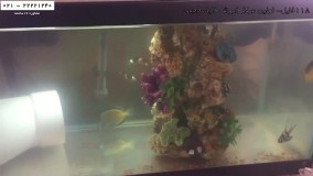 پرورش ماهی زینتی-فیلم پرورش ماهی-قرنطینه کردن ماهی آب نمک