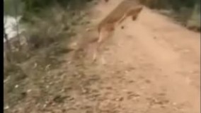 پرواز عجیب و غریب بچه گوزن در آسمان !