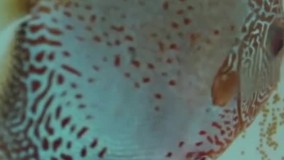 پرورش ماهی زینتی-فیلم پرورش ماهی-پرورش ماهی دیسکس