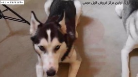 سگ-تربیت سگ-تربیت سگ خانگی-قلاده بستن به هاسکی