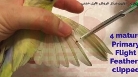 آموزش تربیت طوطی-اهلی کردن طوطی-روش آسان کوتاه کردن بالهای طوطی