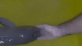 گاف عجیب در کیش ، باعث مرگ دلفین‌ ها شد