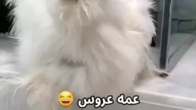 فیلم لو رفته از خانواده عروس