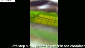 پرورش و نگهداری ماهی زینتی-پرروش ماهی آکواریومی-پرورش مراحل ماهی بتا