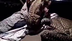 مردی که شب‌ها کنار خانواده یوزپلنگ می‌خوابد !