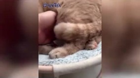 مهمان عجیب و کوچک در آغوش گرم و نرم یک گربه