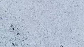 تصاویری تکان‌ دهنده از پاره‌شدن تورصید ترال