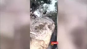 فرار هوشمندانه چند رأس آهو از دست کفتارها