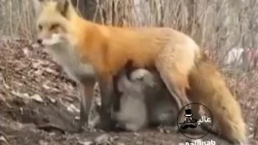 شیر دادن روباه به توله‌های گرسنه خرس