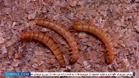 پرورش کرم میل ورم-آموزش تولید میلورم-شگفتی های ناشناخته میل ورم ها