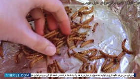 پرورش کرم میل ورم-آموزش پرورش کرم میل ورم در خانه-مراحل پایانی خشک کردن
