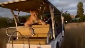 لحظه ابراز احساسات یک شیر ماده به توریست‌ها