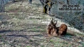 عاشقانه‌ های خرس مادر و‌ توله‌اش در ارتفاعات مازندران