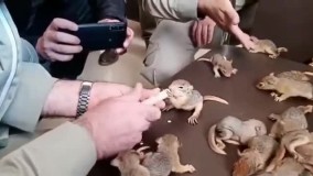 کشف 32 سنجاب شیرخوار از قاچاقچیان حیات‌وحش